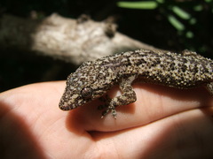 Hemidactylus palaichthus