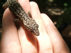 Hemidactylus palaichthus