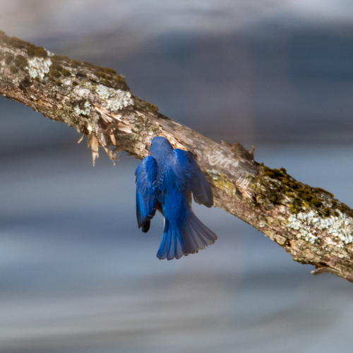 Eastern Bluebird photographed in Michigan