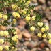 Brown's Wattle - Photo (c) Loxley Fedec, some rights reserved (CC BY-NC), uploaded by Loxley Fedec