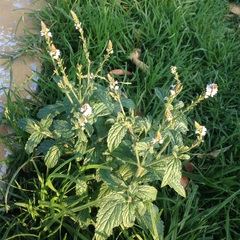 Verbena carolina