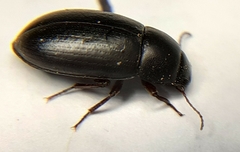 Tenebrionidae