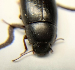 Tenebrionidae