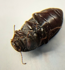 Tenebrionidae