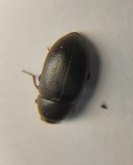 Tenebrionidae