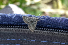 Metaxmeste phrygialis