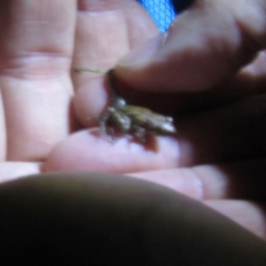 Eleutherodactylus campi