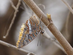 Charaxes epijasius