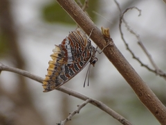 Charaxes epijasius