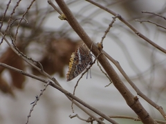 Charaxes epijasius