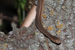 Dryophylax hypoconia