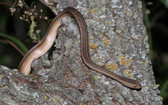 Dryophylax hypoconia