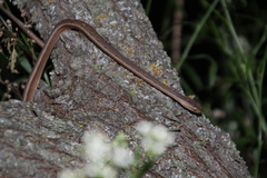 Dryophylax hypoconia