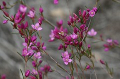 Boronia nematophylla