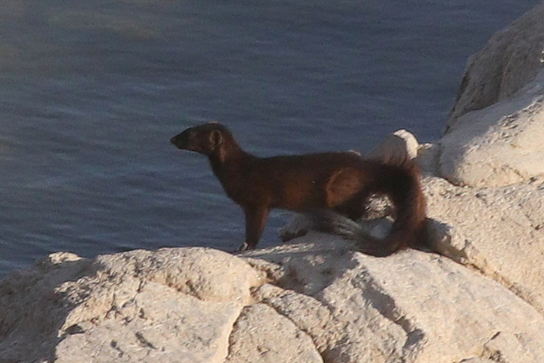 Angolan Slender Mongoose