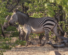 Equus zebra