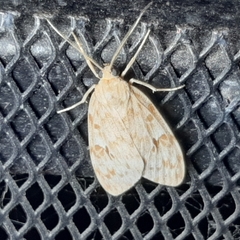 Eucereon xanthoperas