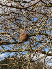 Platanus × hispanica
