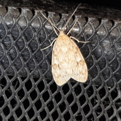 Eucereon xanthoperas