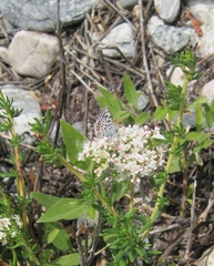 Euphilotes battoides