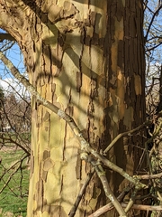 Platanus × hispanica