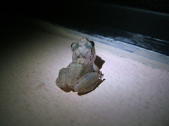 Eleutherodactylus johnstonei