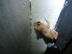 Eleutherodactylus johnstonei