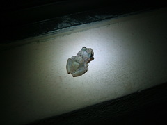 Eleutherodactylus johnstonei