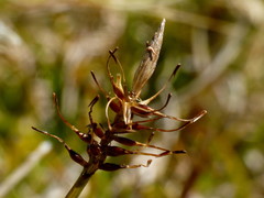 Carex edura