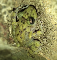 Craugastor yucatanensis