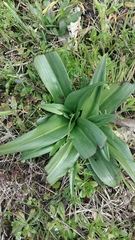 Himantoglossum hircinum