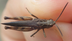 Omocestus raymondi