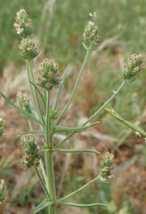 Plantago afra
