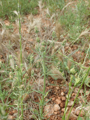 Plantago afra