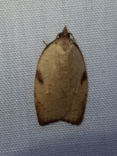 Western Avocado Leafroller Moth photo 4