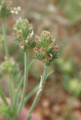 Plantago afra
