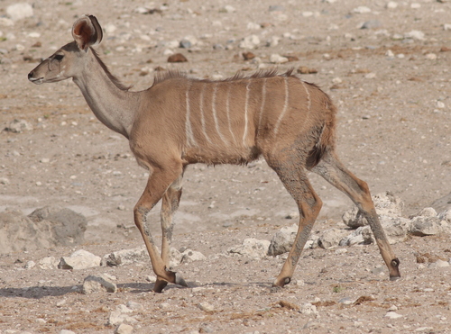 Greater Kudu