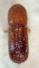Xyleborus xylographus