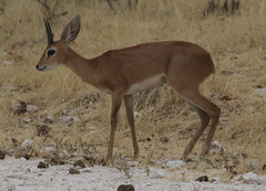 Raphicerus campestris steinhardti