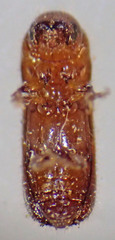 Xyleborus xylographus