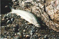 Salvelinus confluentus