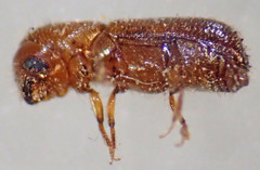 Xyleborus xylographus