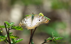 Anartia jatrophae