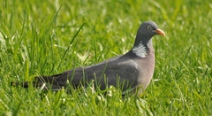 Columba palumbus