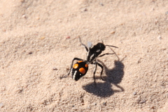 Traumatomutilla graphica