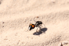 Traumatomutilla graphica