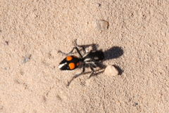 Traumatomutilla graphica