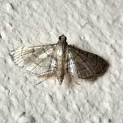 Salbia tytiusalis