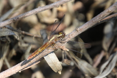 Erythrodiplax melanorubra