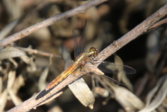 Erythrodiplax melanorubra